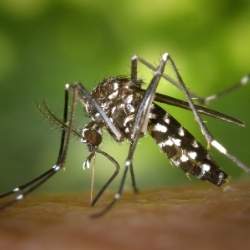 anti-moustique écologique